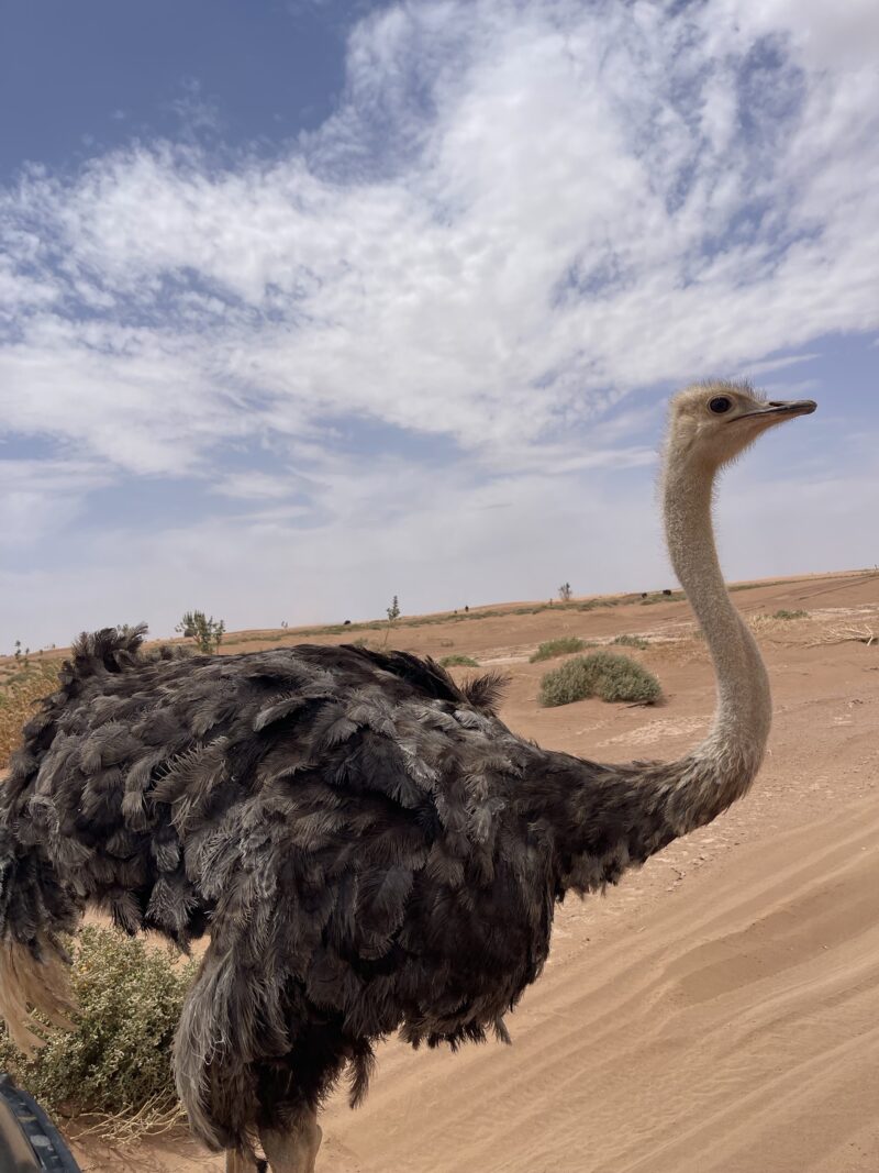 Ostrich safari in the Moroccan desert