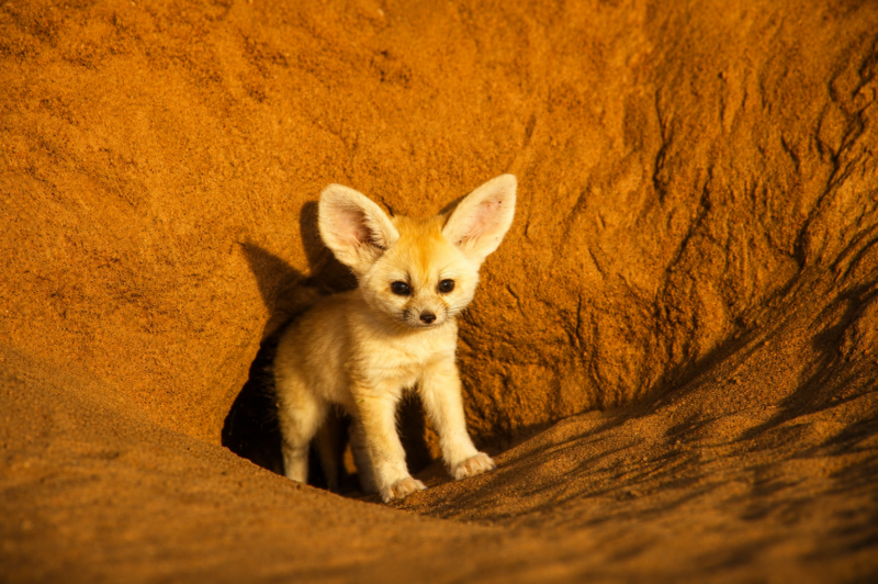 national geographic fox walk in the sahara